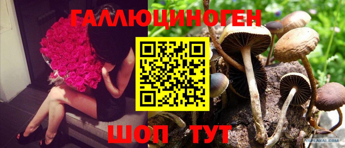 Галлюциногенные грибы Psilocybine cubensis Майкоп